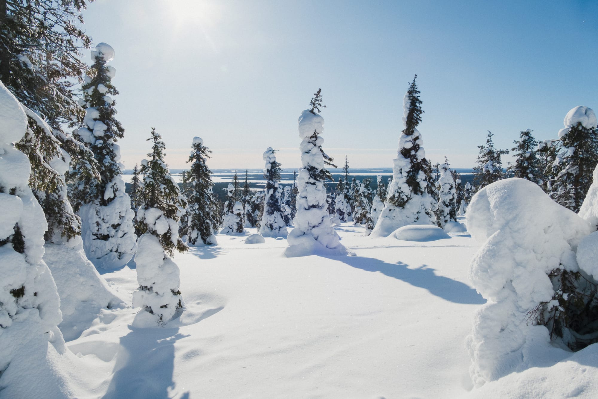 Schneebedeckte Nadelbäume auf einem Fjell