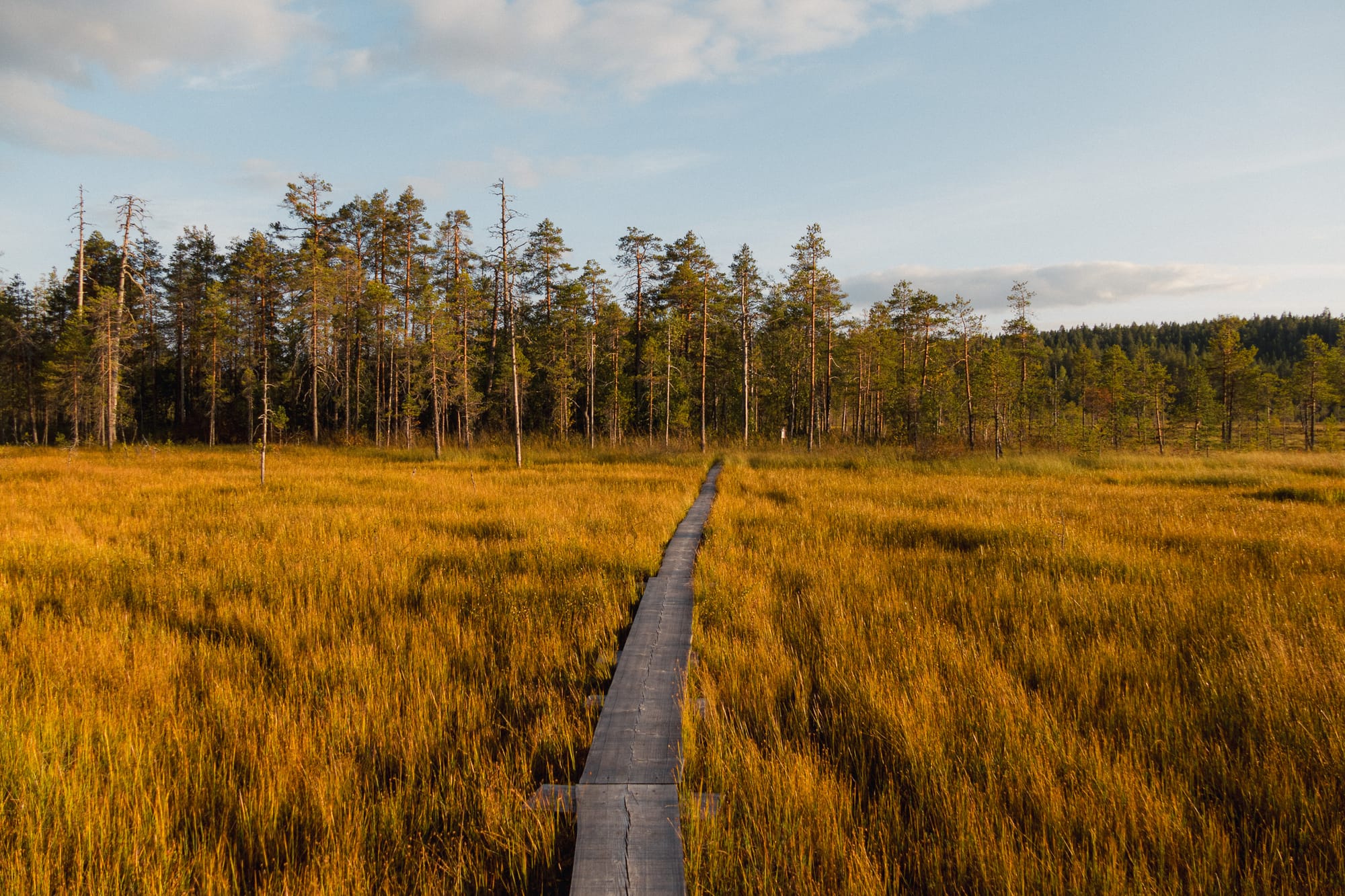 Holzbohlenpfad im Moor