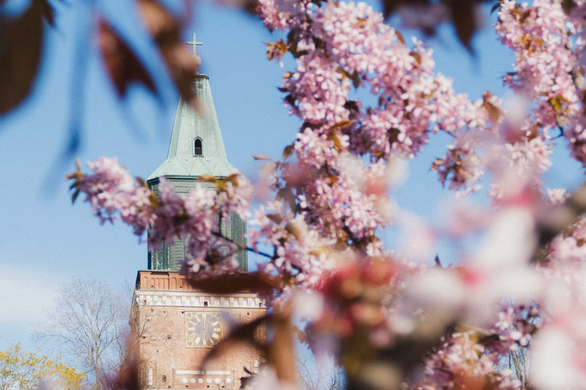 Kirschblüte vor Dom von Turku