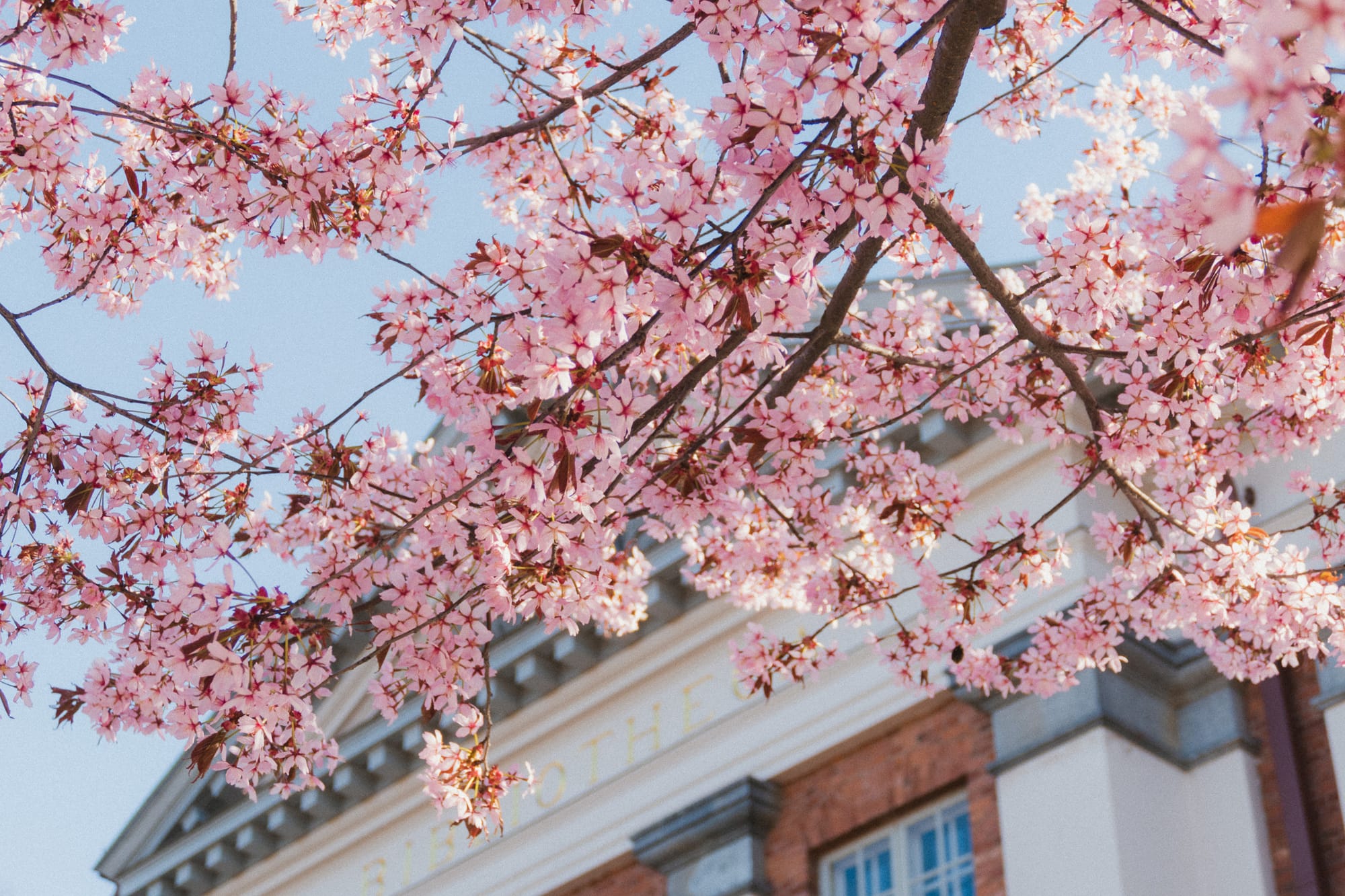 Kirschblüten vor Bibliotheksgebäude von Turku