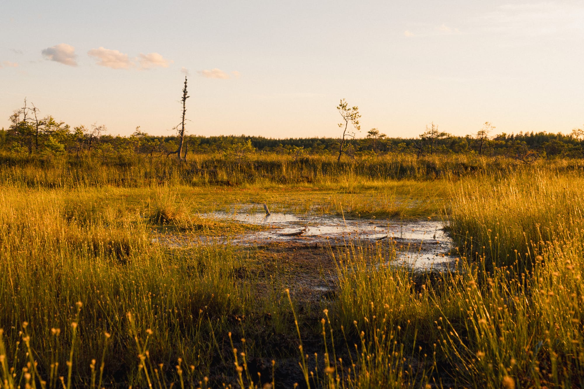 Moorlandschaft im Abendlicht