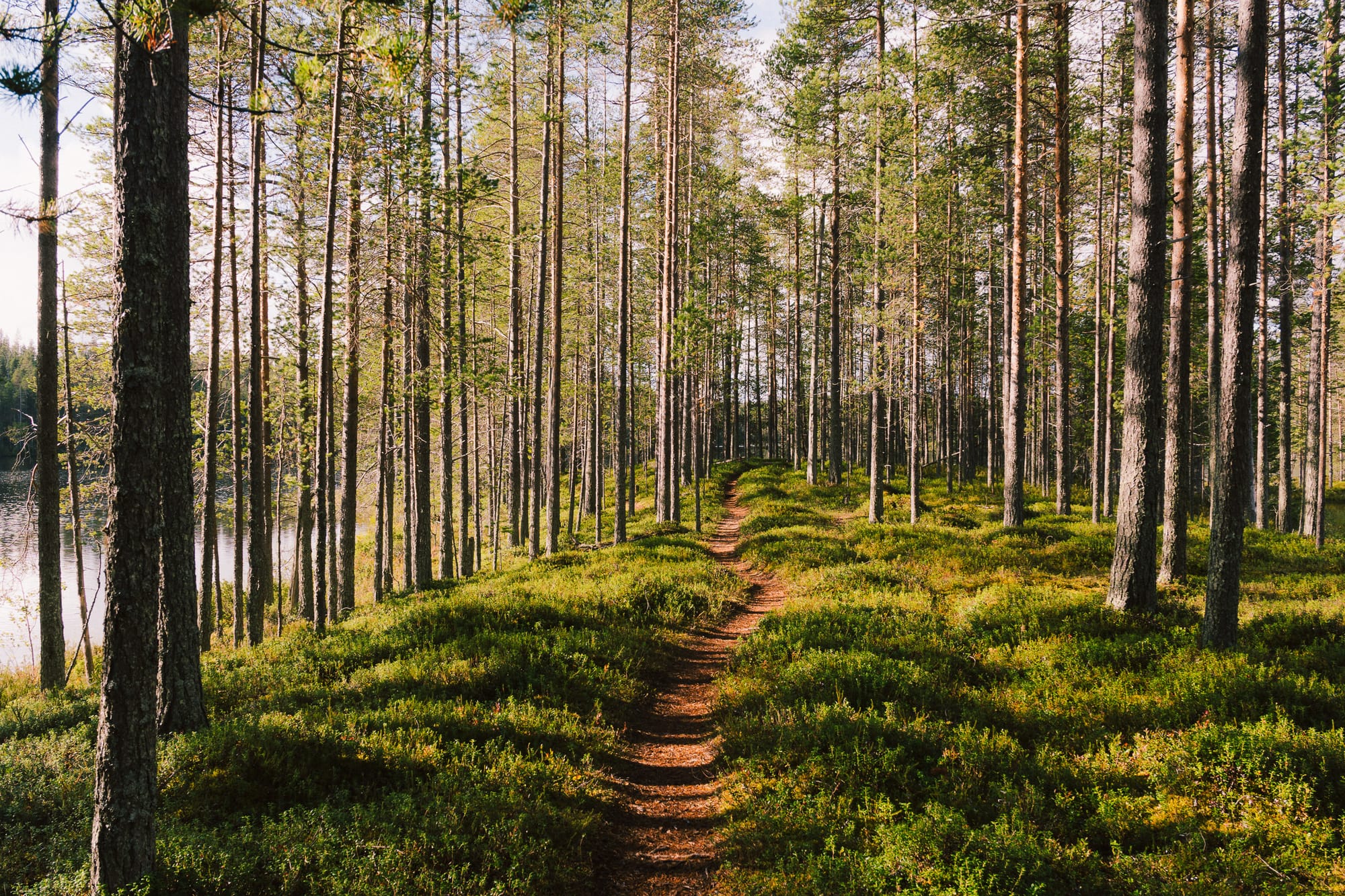 Pfad durch den Wald am See