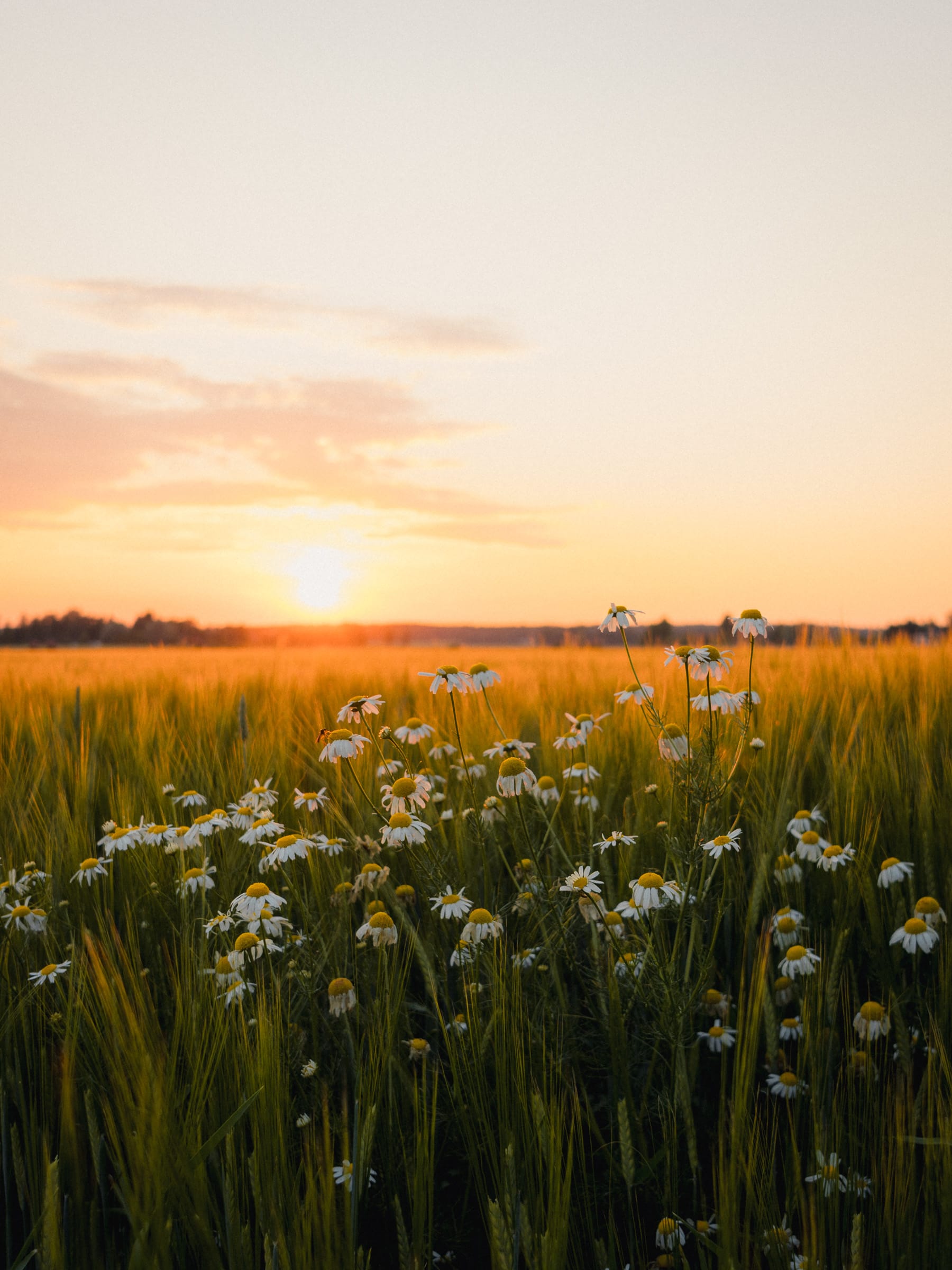 Blumen auf Kornfeld im Abendlicht