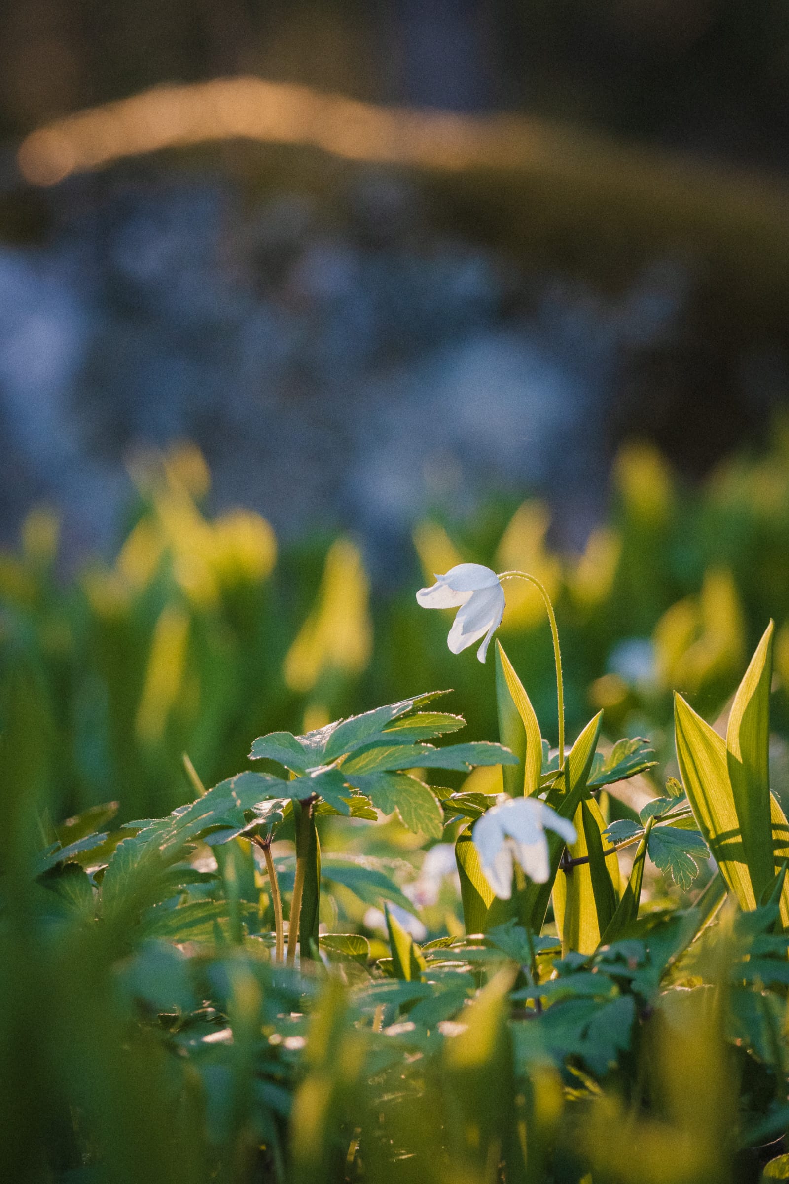 Weiß blühende Blume