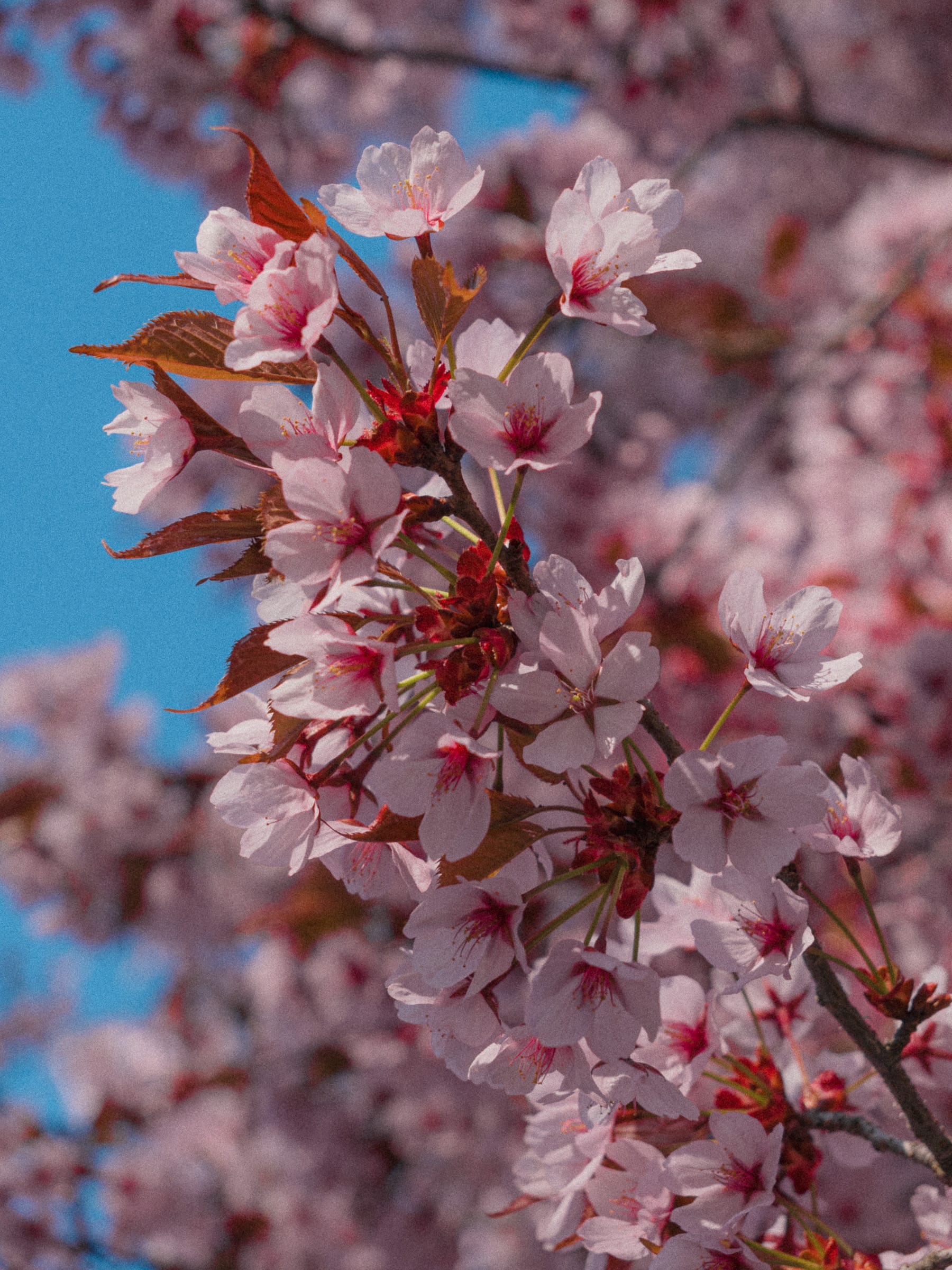 Kirschblüten in Nahaufnahme