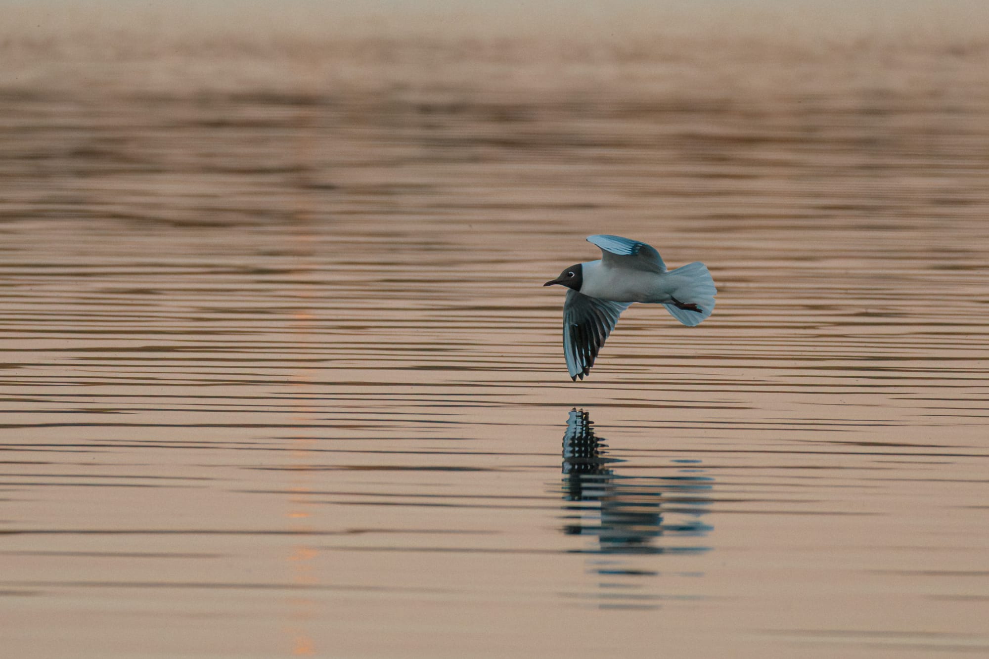 Lachmöwe gleitet über das Wasser