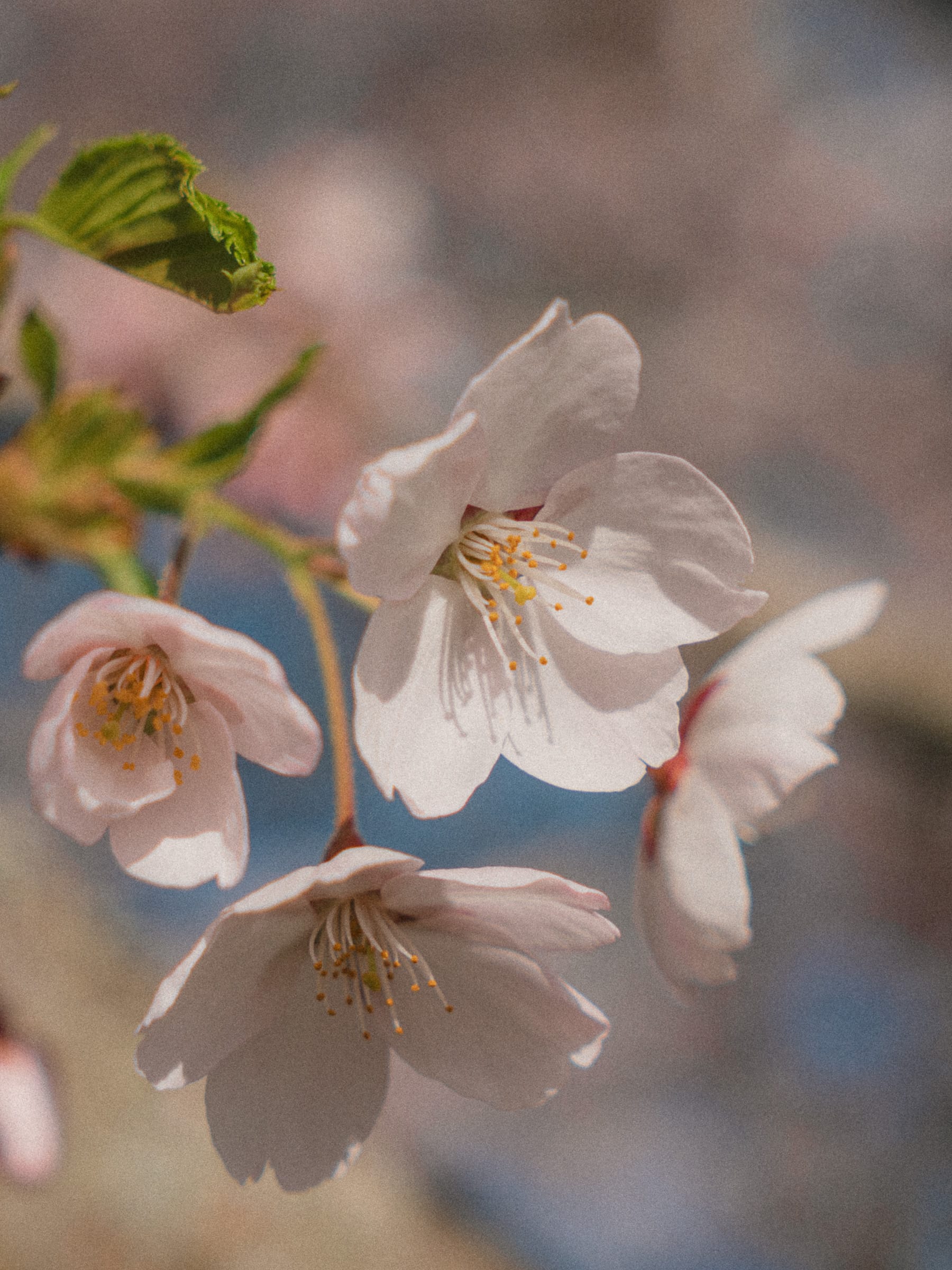Weiße Blüten