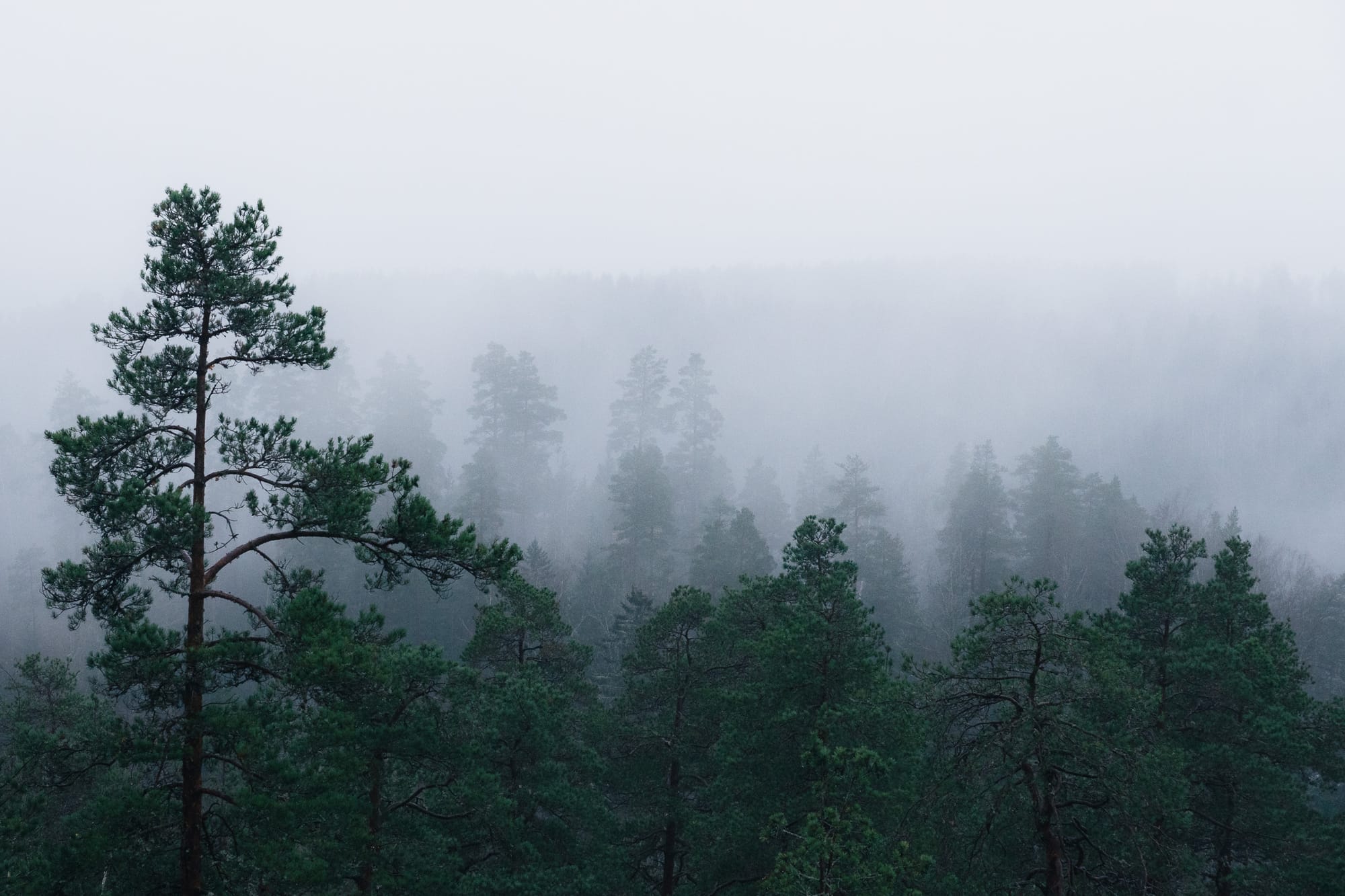Nebel und Wolken über Kiefern