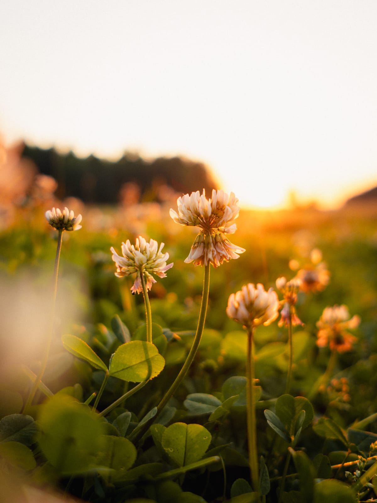 Klee im goldenen Abendlicht