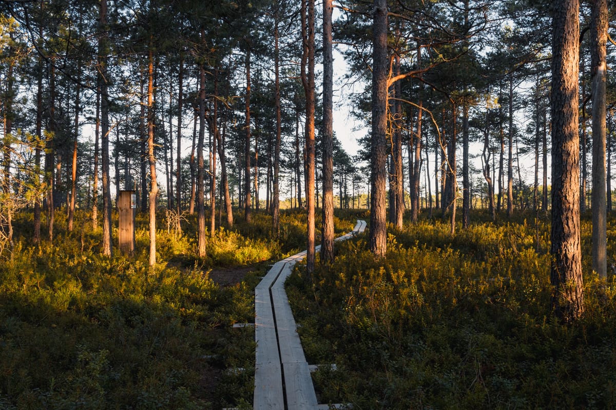Holzbohlenpfad im Wald