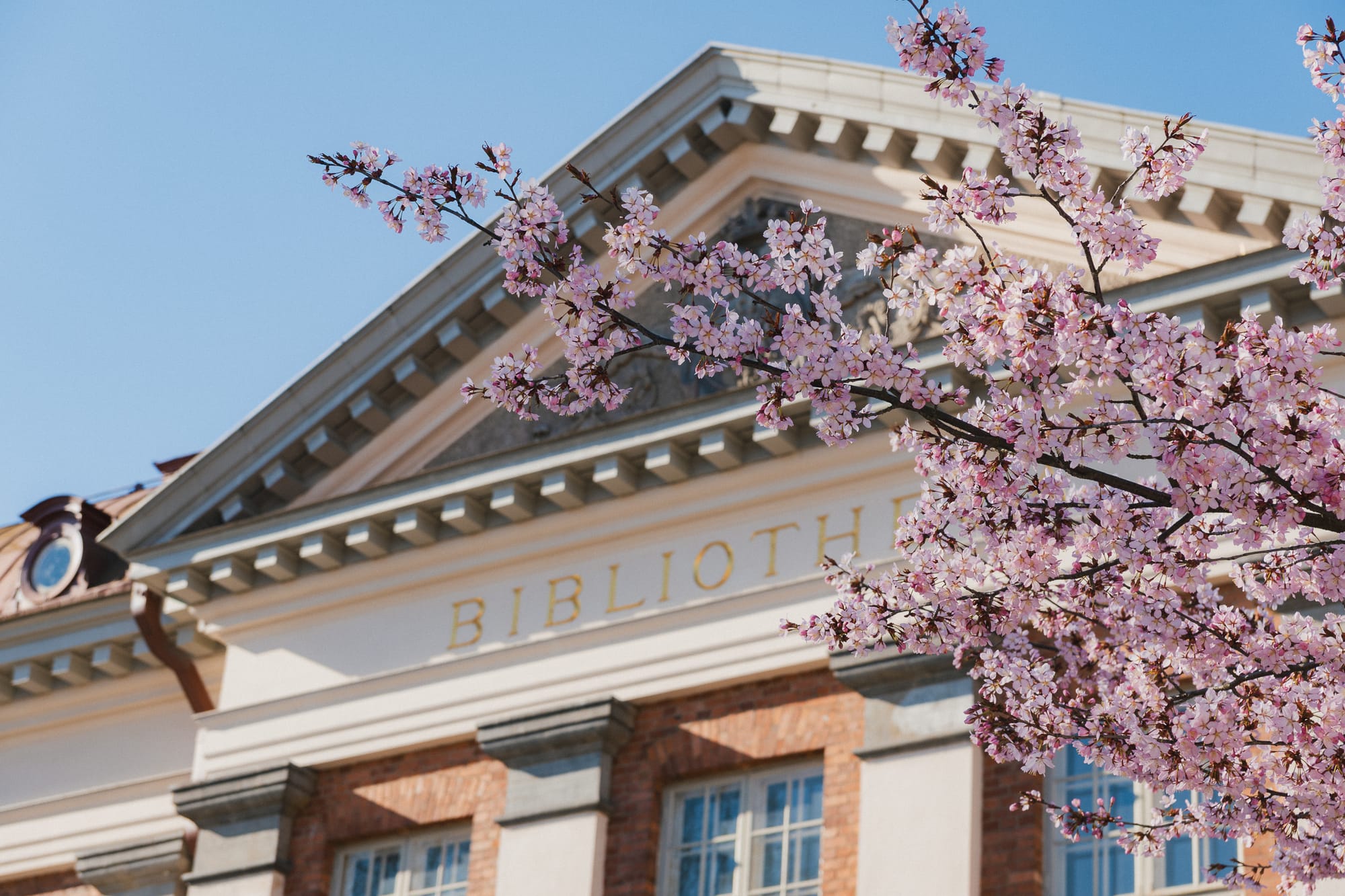 Kirschblüte vor der Stadtbibliothek Turku