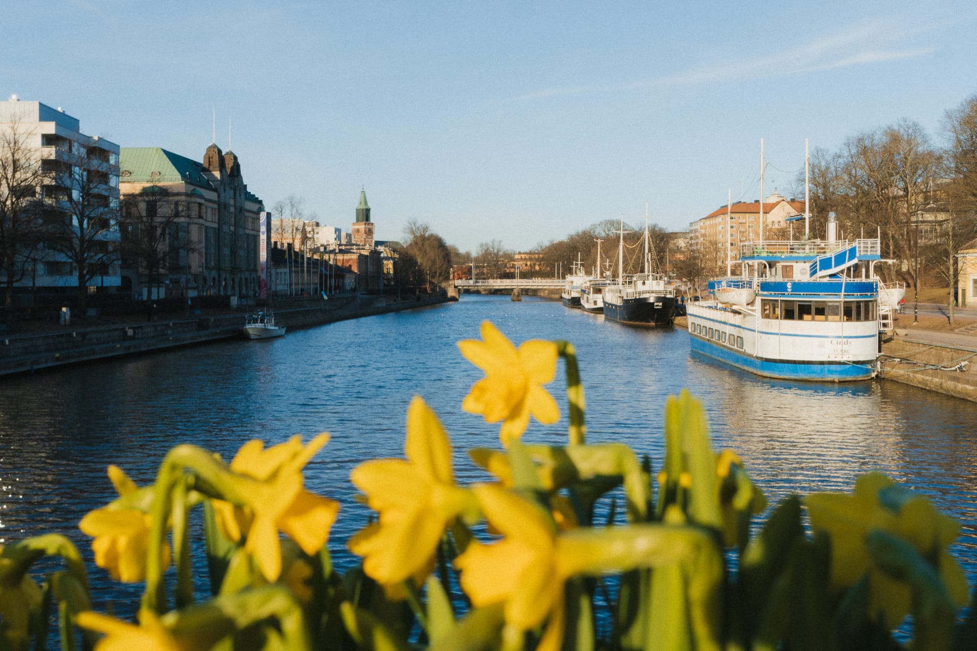 Blick auf den Fluss Aurajoki in Turku mit Narzissen im Vordergrund