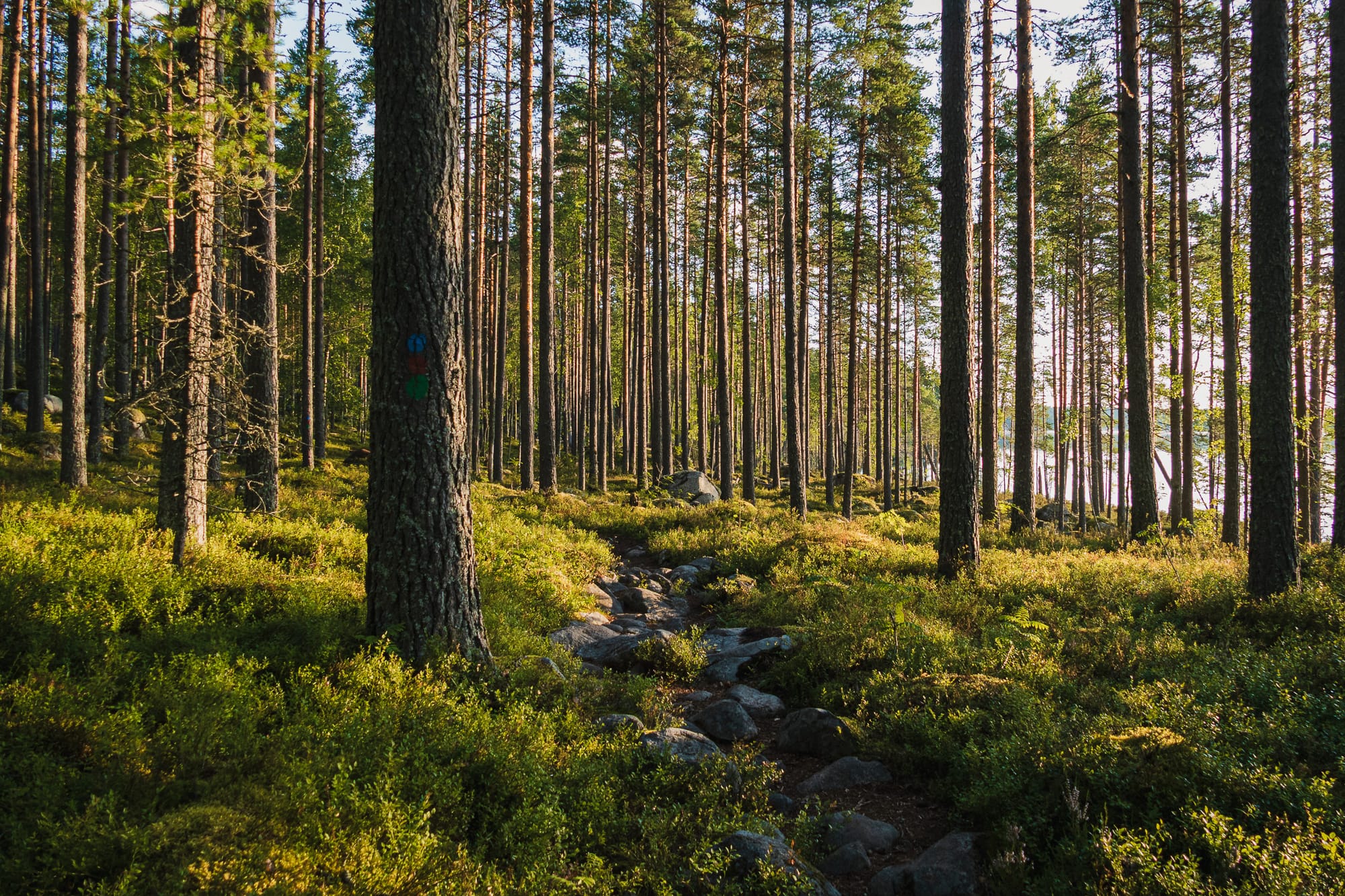 Wanderweg zwischen Kiefern