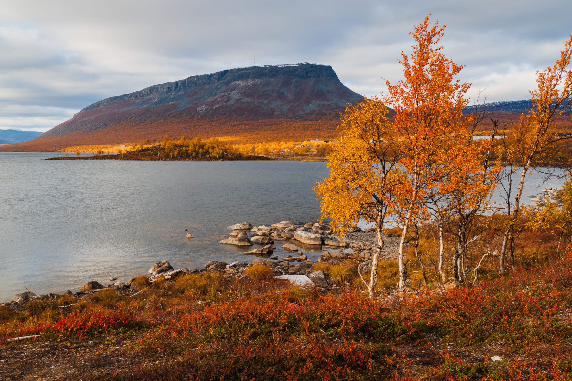Herbstlich gefärbte Birken am See, im Hintergrund der markante Saana