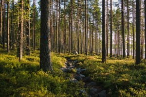 Finnland und die Liebe zur Natur